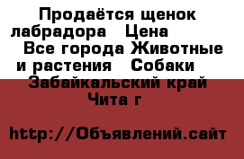 Продаётся щенок лабрадора › Цена ­ 30 000 - Все города Животные и растения » Собаки   . Забайкальский край,Чита г.